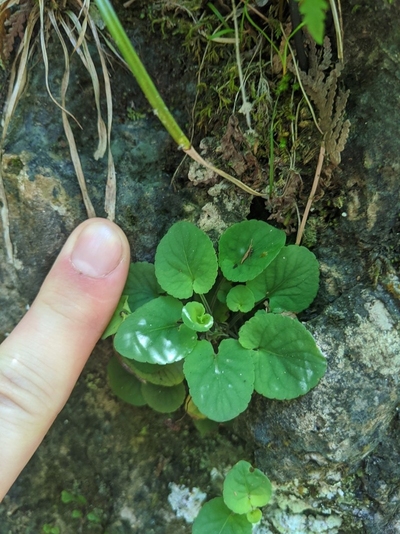 Prostrate Blue Violet photo 5