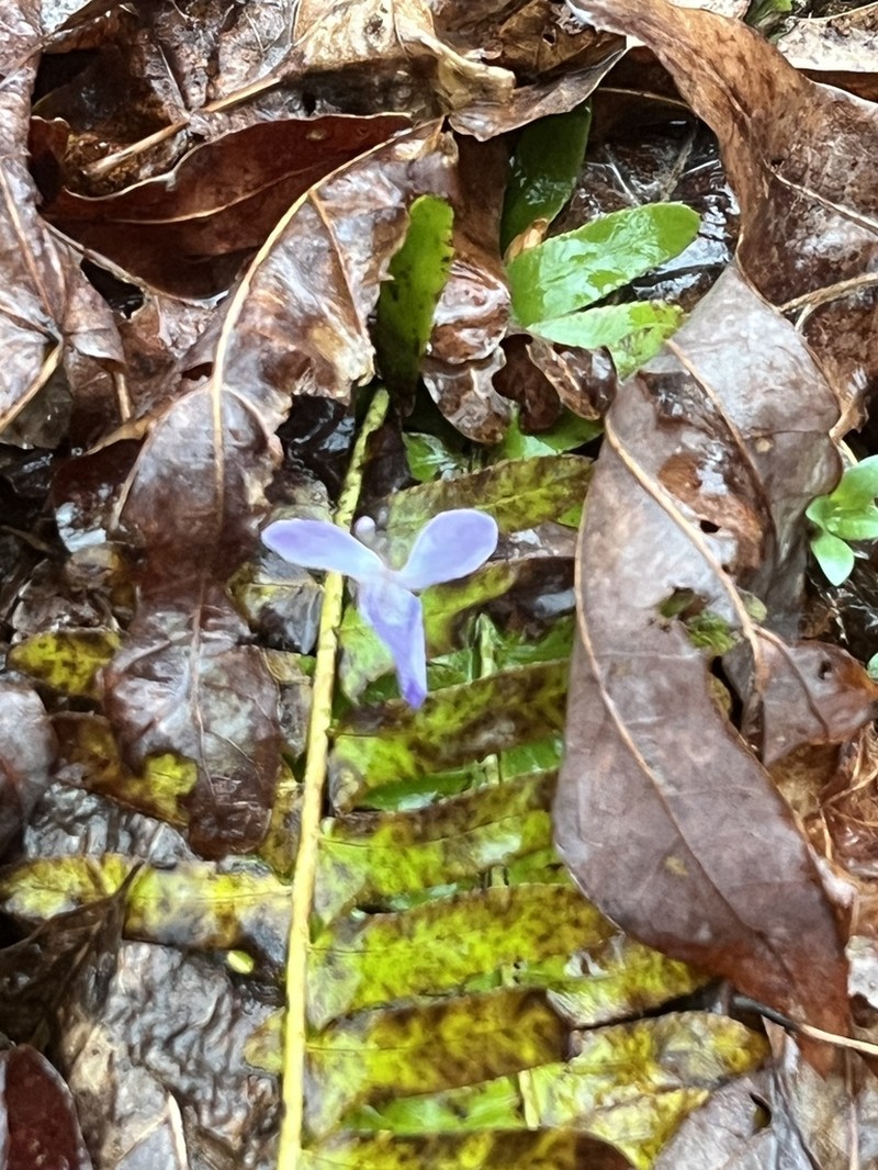 Prostrate Blue Violet photo 6