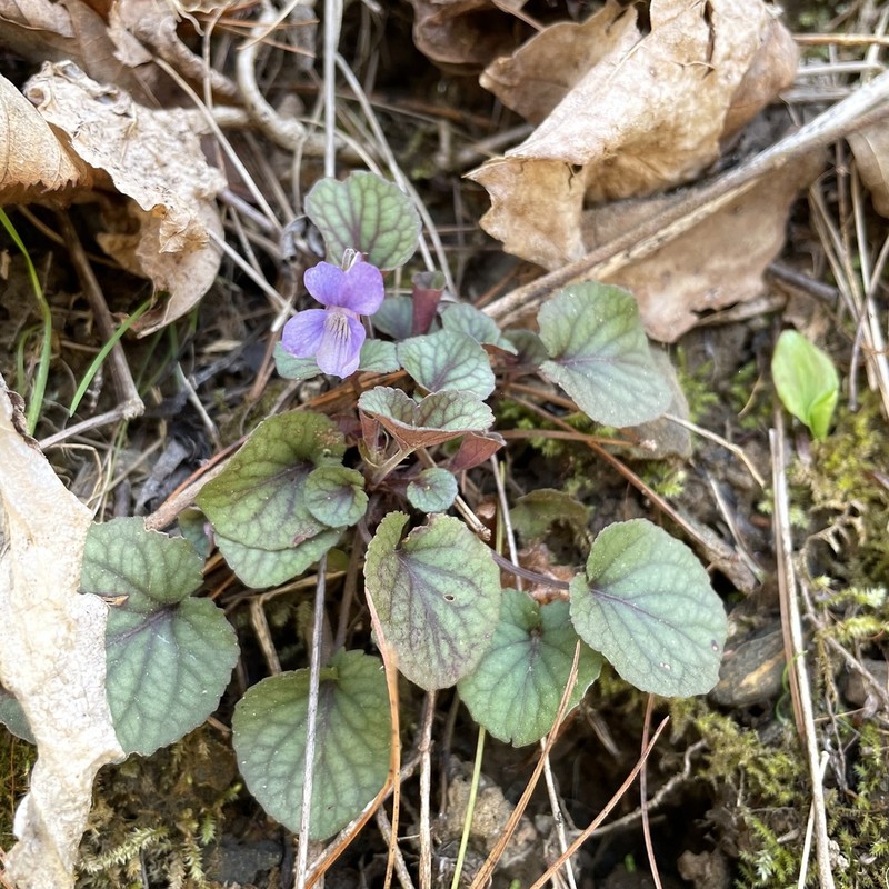 Prostrate Blue Violet photo 7