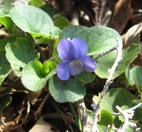 Prostrate Blue Violet