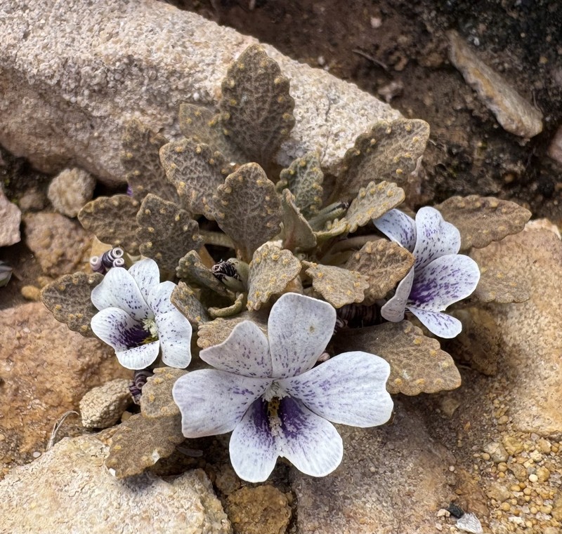 Viola watsoniana