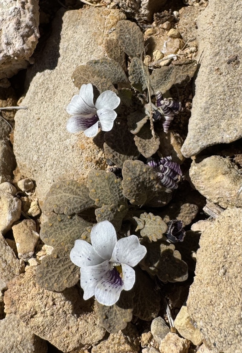 Viola watsoniana photo 2