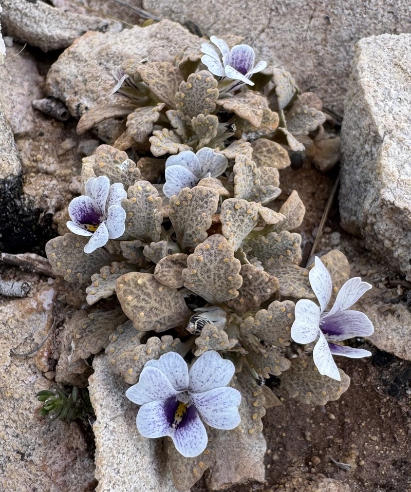 Viola watsoniana photo 3