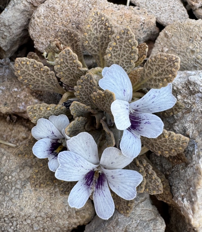 Viola watsoniana photo 4