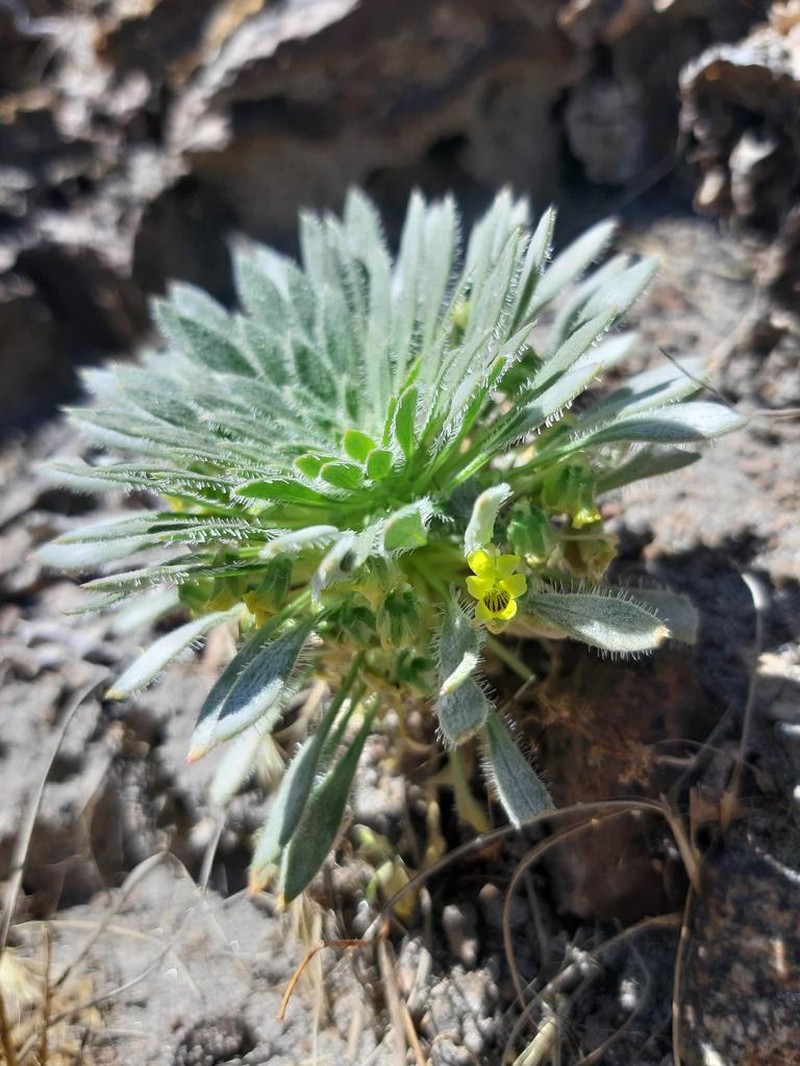 Viola weberbaueri photo 2