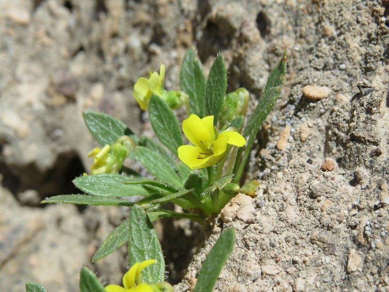 Viola weberbaueri photo 3