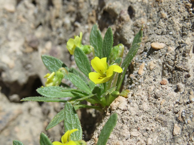 Viola weberbaueri photo 5