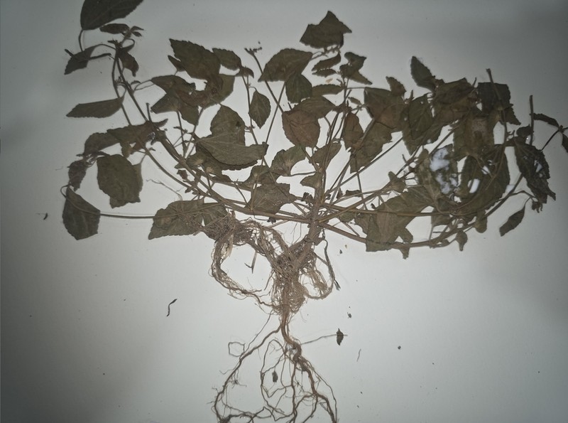 Viola websteri