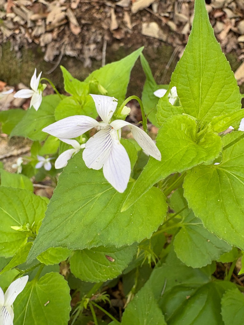 Viola websteri photo 3