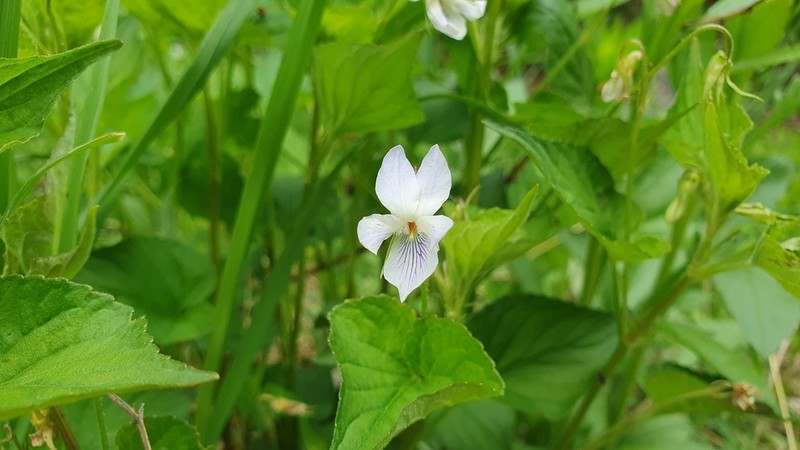 Viola websteri photo 4
