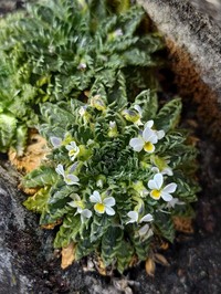 Viola weibelii