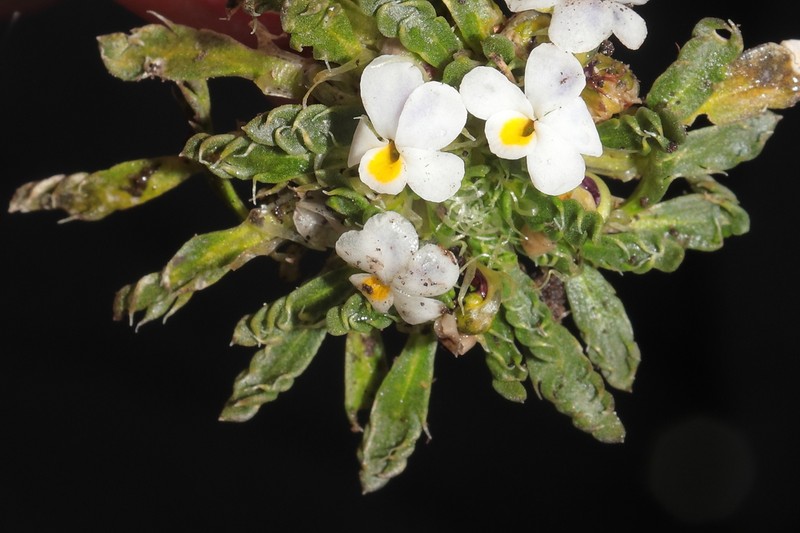 Viola weibelii photo 2
