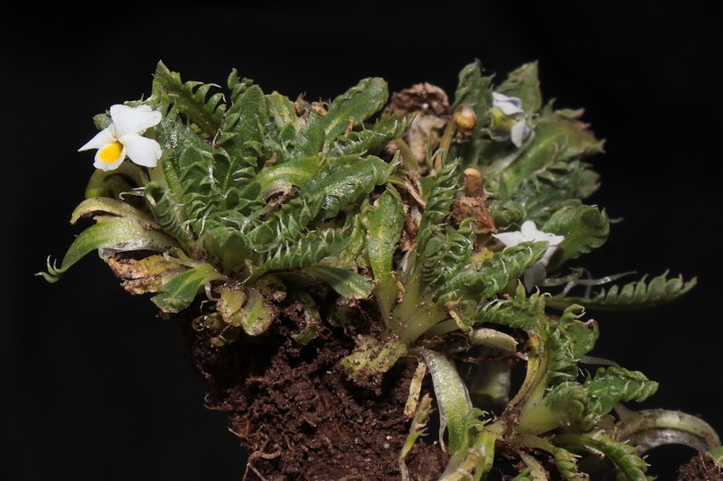 Viola weibelii photo 4