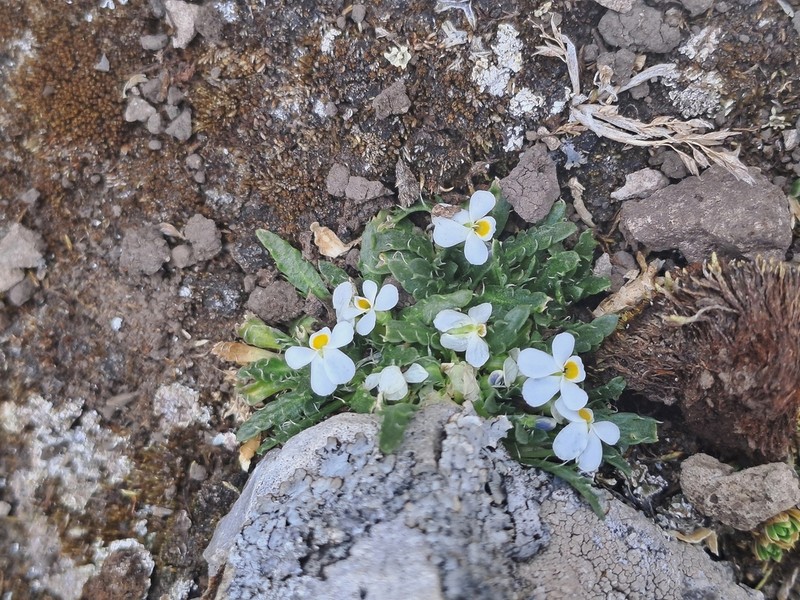 Viola weibelii photo 5