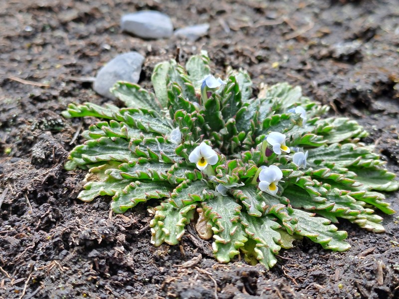 Viola weibelii photo 8