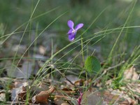 Viola willkommii