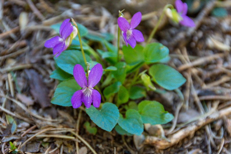 Viola willkommii photo 2