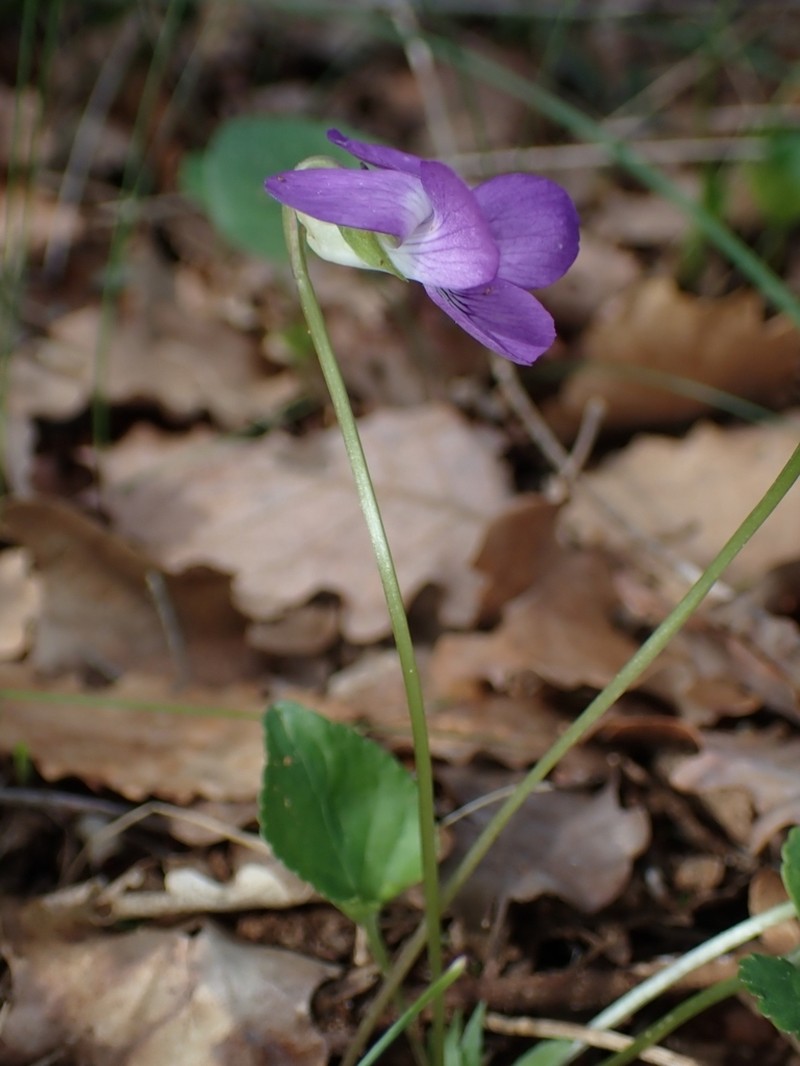 Viola willkommii photo 3
