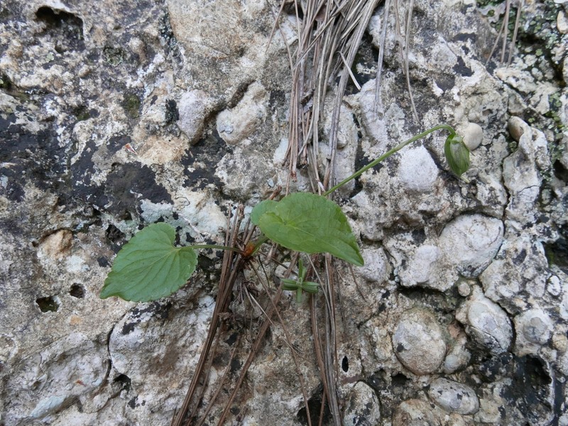 Viola willkommii photo 5