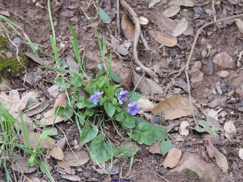 Viola willkommii photo 6