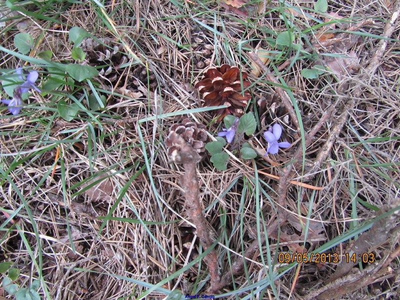 Viola willkommii photo 7