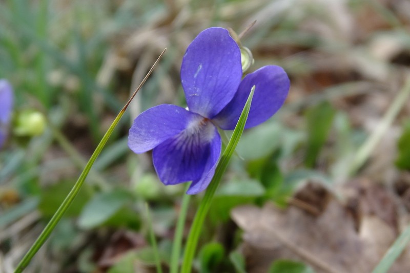 Viola willkommii photo 8
