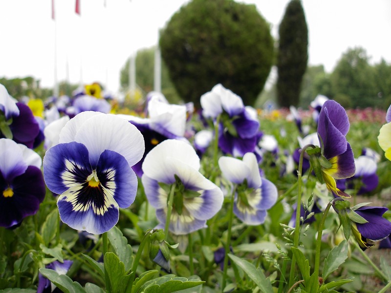 hybrid violet photo 2