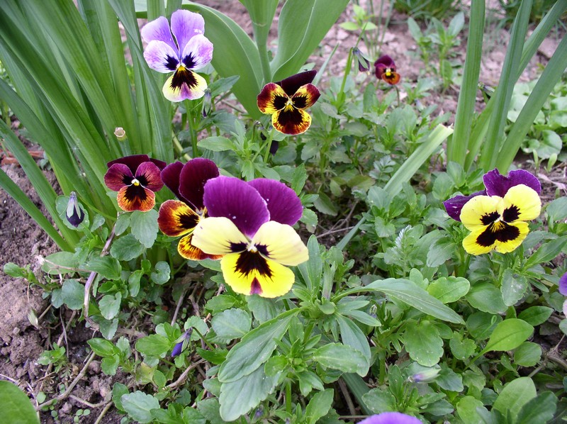 hybrid violet photo 3