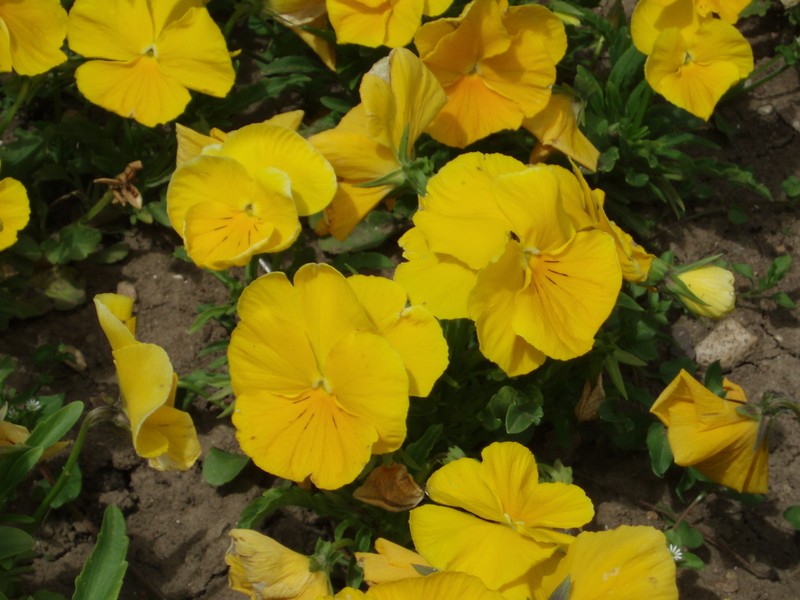 hybrid violet photo 4