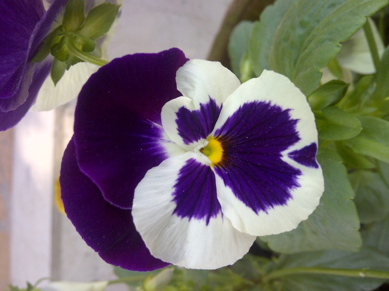 hybrid violet photo 5