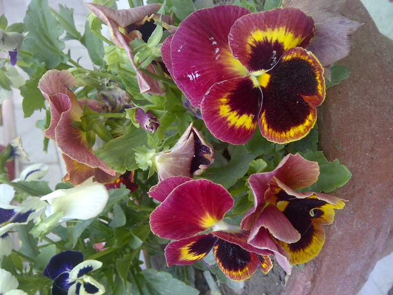 hybrid violet photo 6