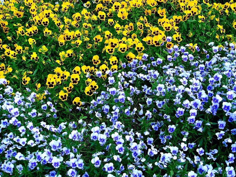 hybrid violet photo 7