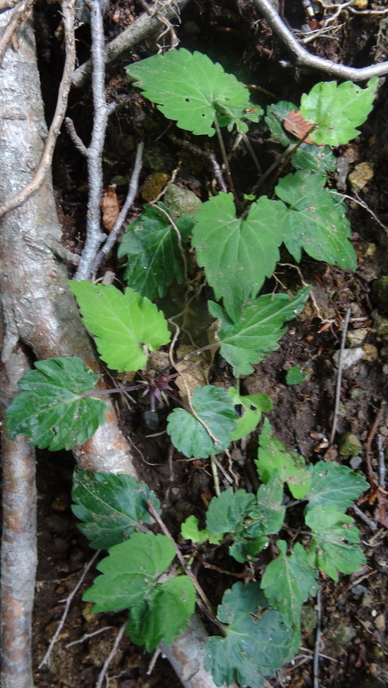 Viola woosanensis