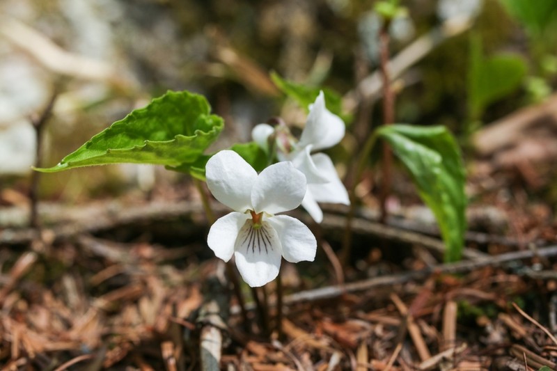 Viola yazawana photo 2