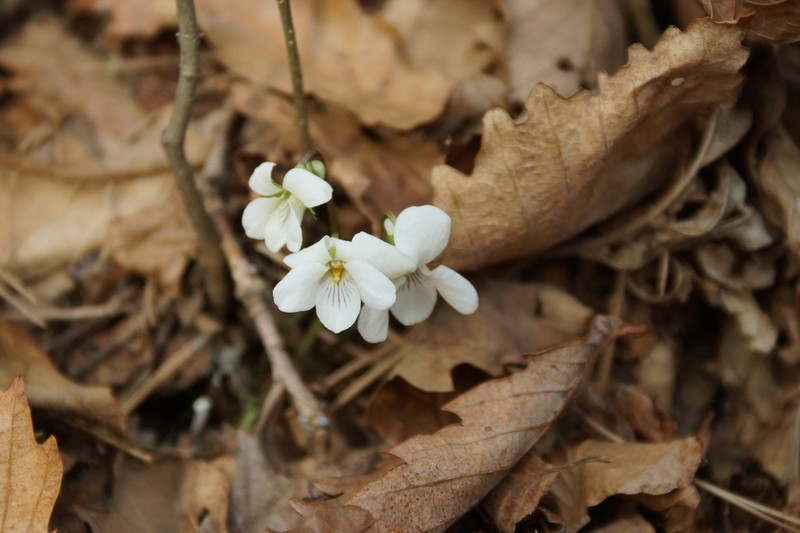 Viola yazawana photo 3