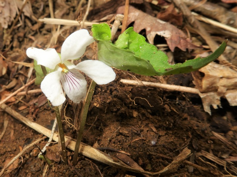 Viola yazawana