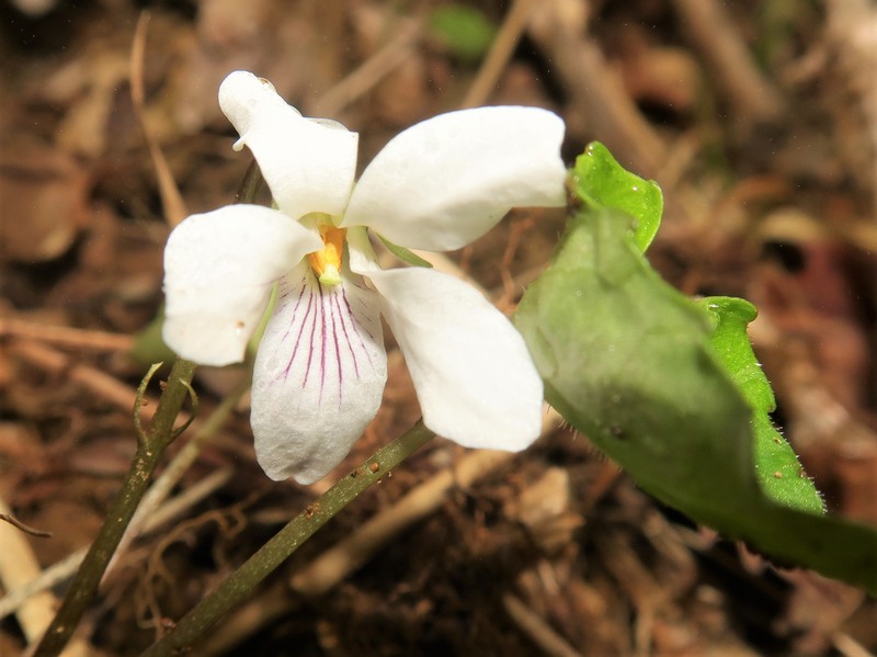 Viola yazawana photo 5