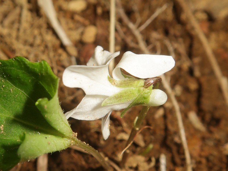 Viola yazawana photo 6