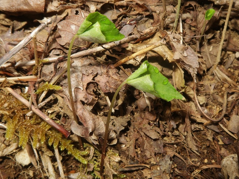 Viola yazawana photo 7