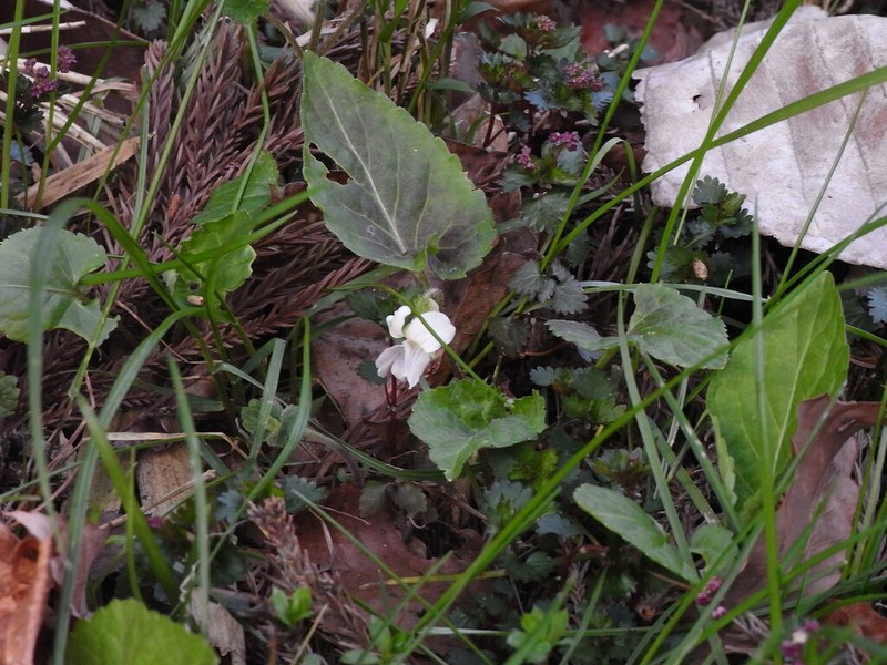 Viola yezoensis photo 2