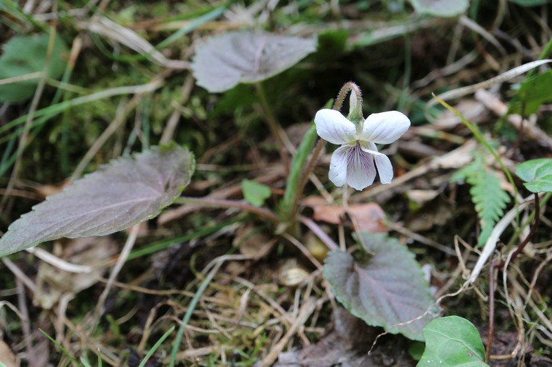 Viola yezoensis photo 3