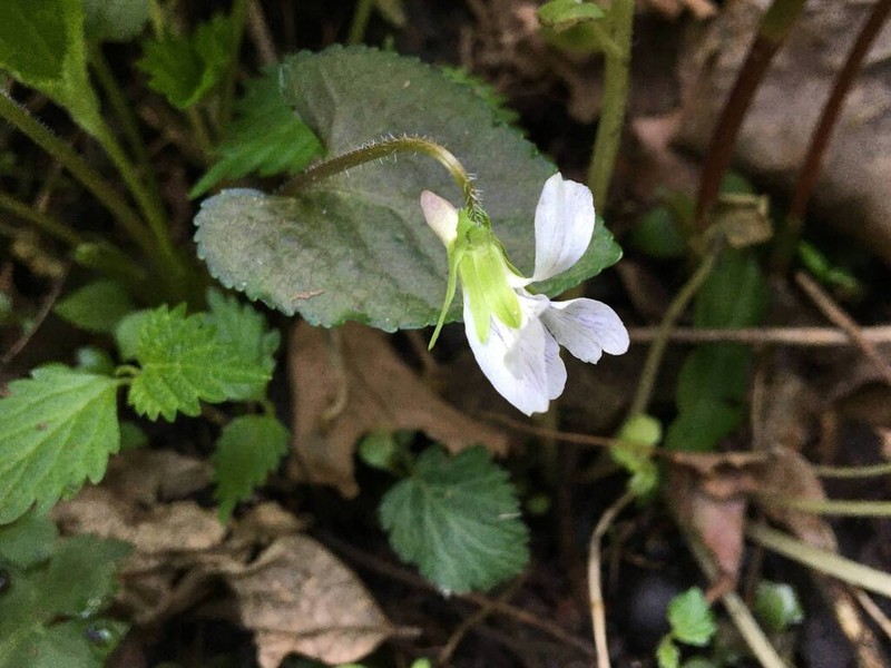 Viola yezoensis photo 4