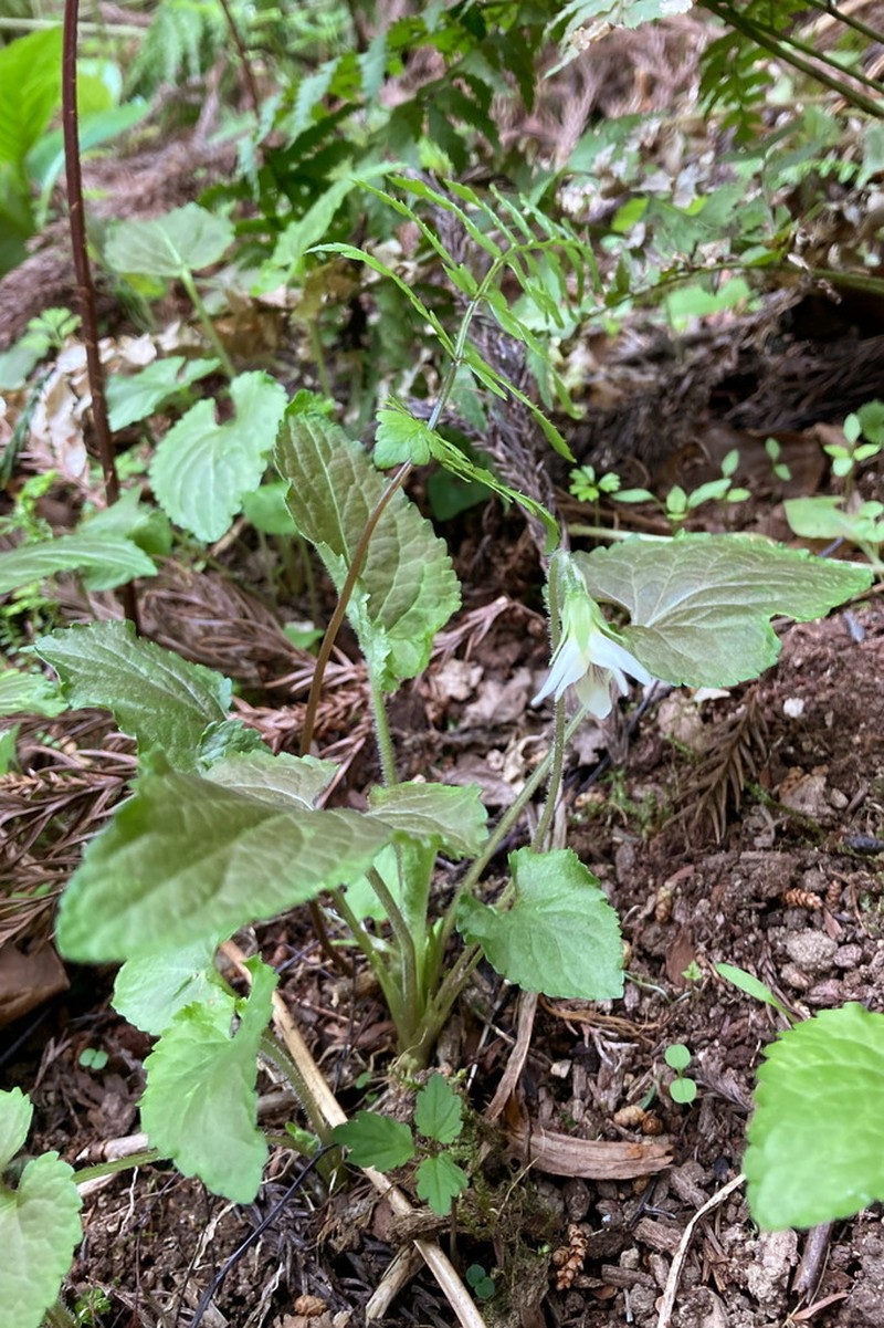 Viola yezoensis photo 5