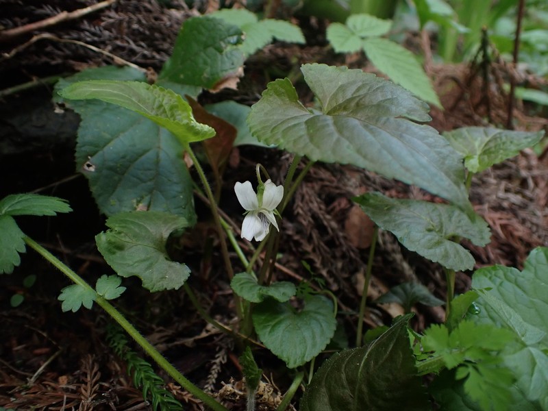 Viola yezoensis photo 7