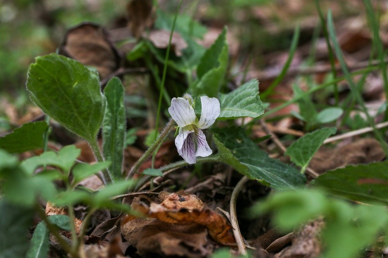 Viola yezoensis photo 8