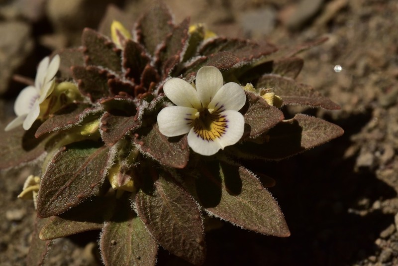 Viola yrameae