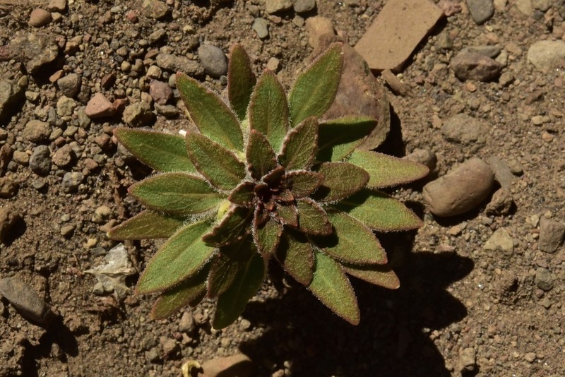 Viola yrameae photo 2