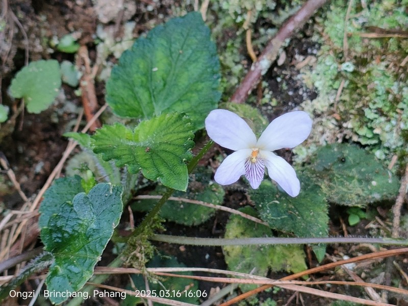 Viola yunnanensis