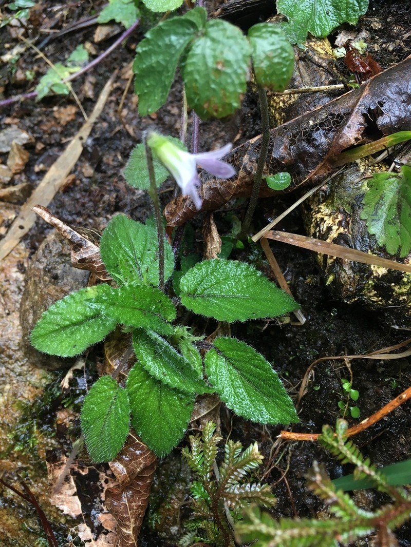 Viola yunnanensis photo 2