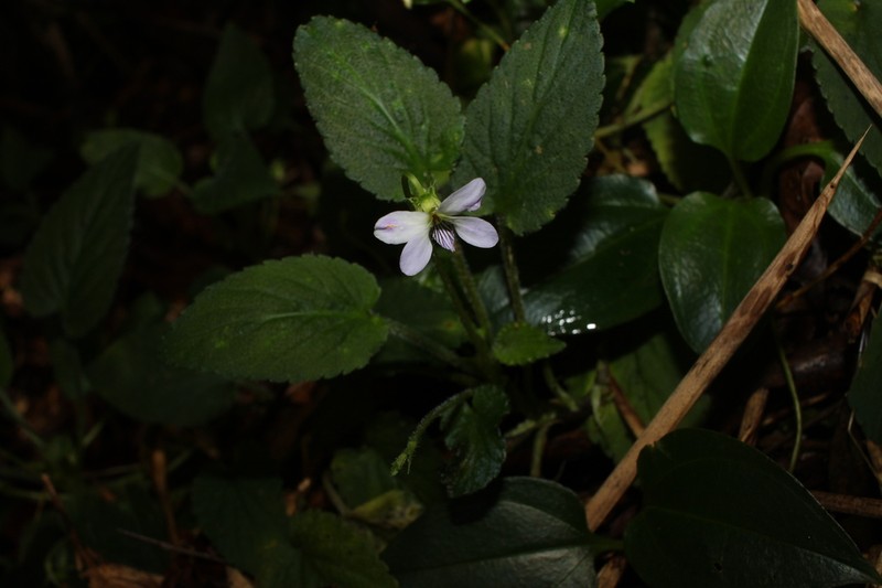 Viola yunnanensis photo 3